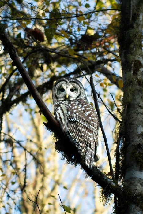 Owl