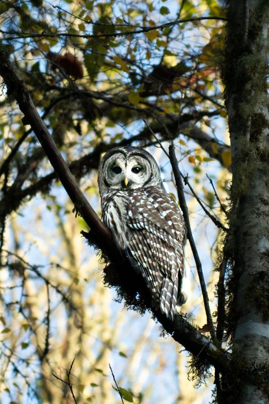 Owl