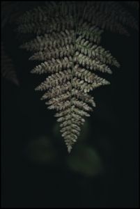 Fern Frond