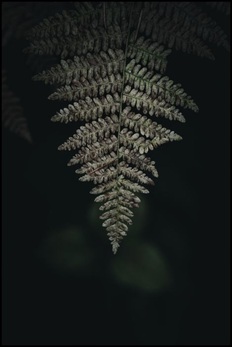 Fern Frond