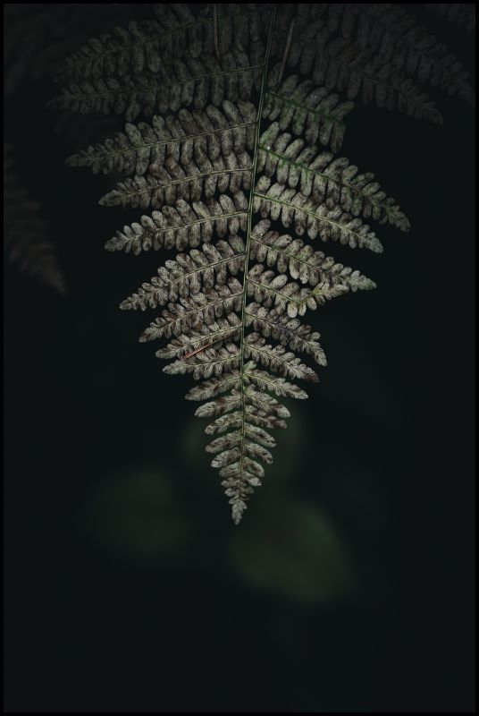 Fern Frond
