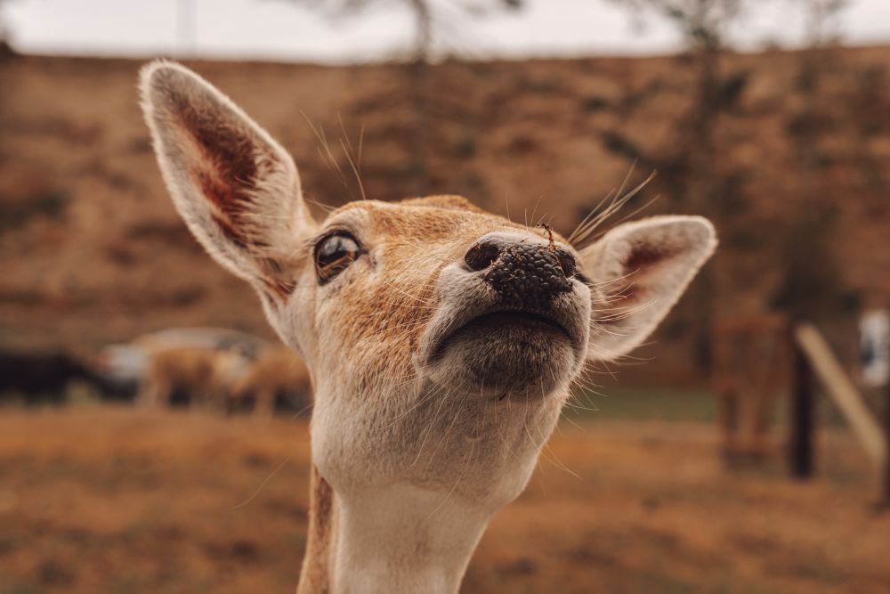 Curiosity
