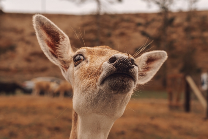 Curiosity