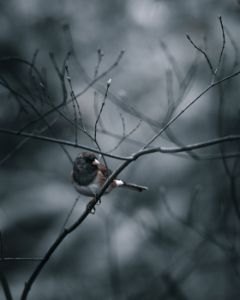 The Perch