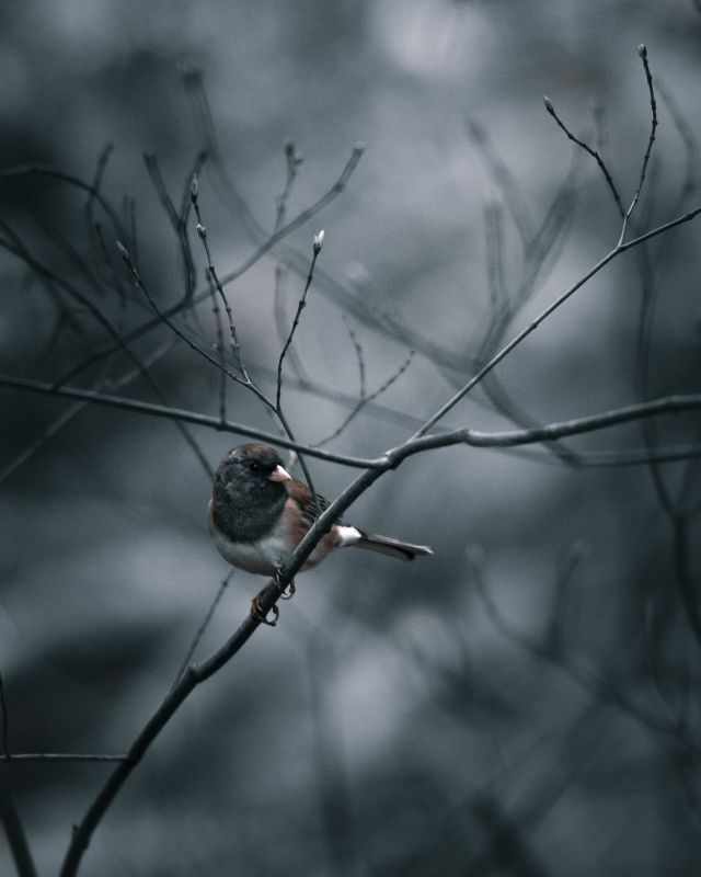 The Perch