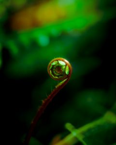 Fiddlehead 2