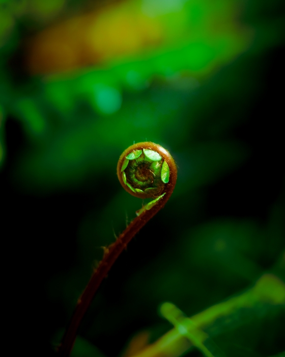 Fiddlehead 2