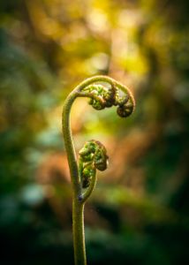 Fern Awakening