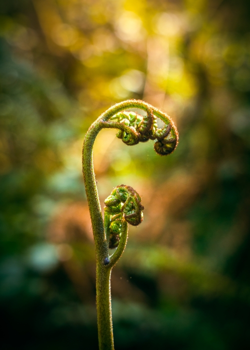 Fern Awakening