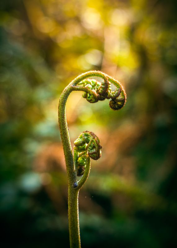 Fern Awakening
