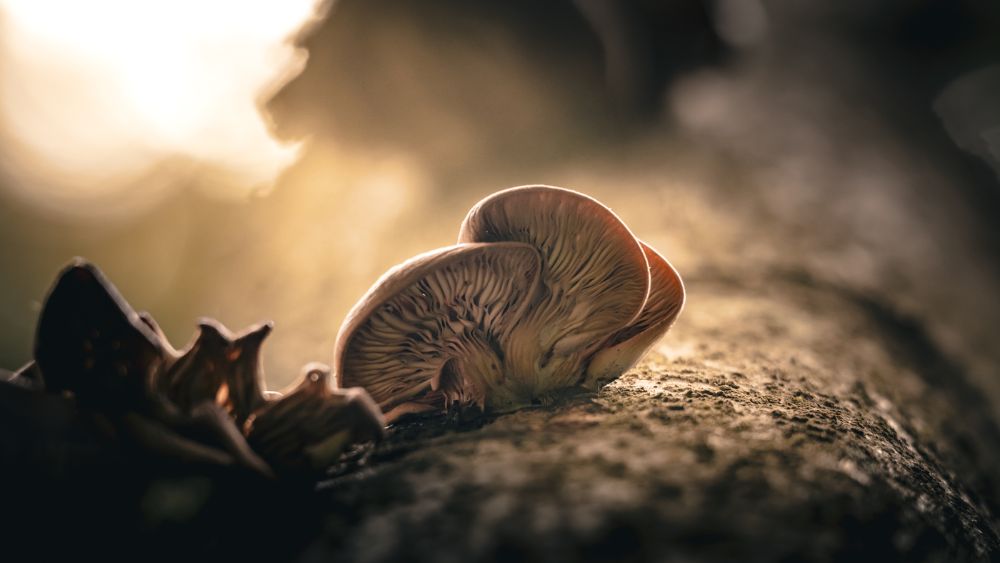 Tree Shrooms