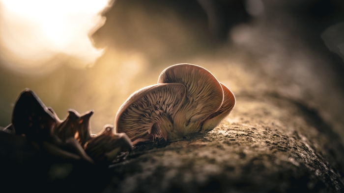 Tree Shrooms