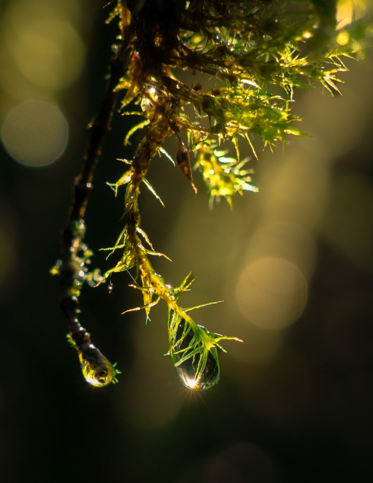 Through the light