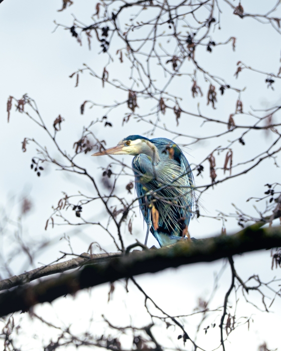 Heron