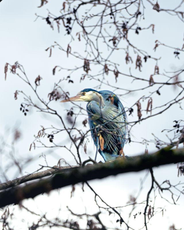 Heron