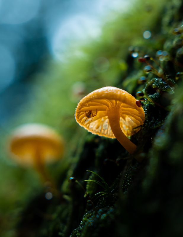 Spider on Mushroom