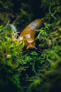 Snail Trail 2