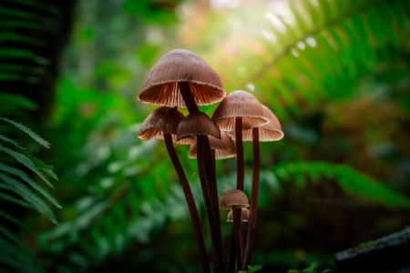 Mushroom Cluster