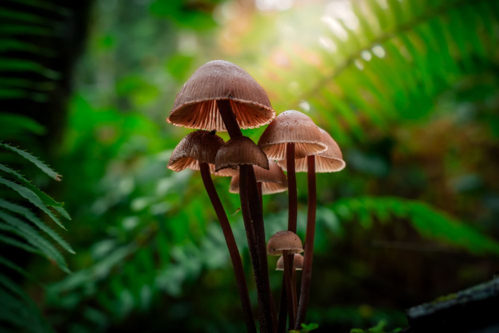 Mushroom Cluster