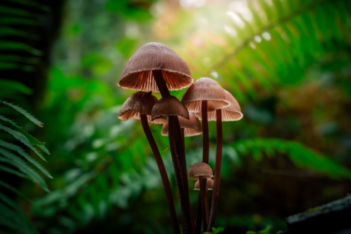 Mushroom Cluster