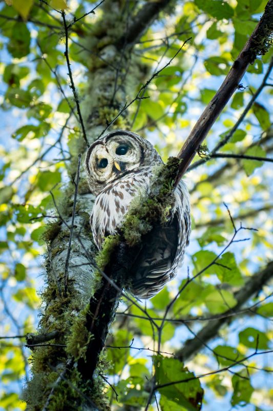 Owl 2