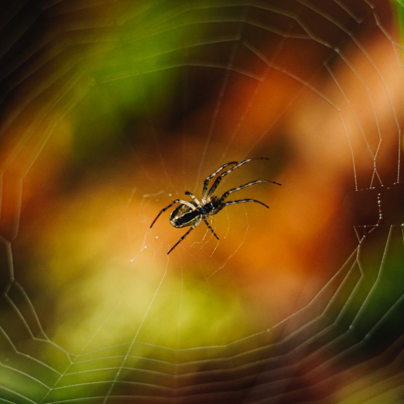 Waiting Spider