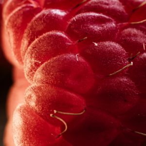 Berry Dreams