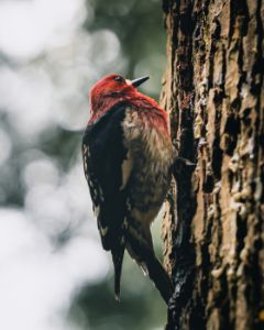 Woodpecker