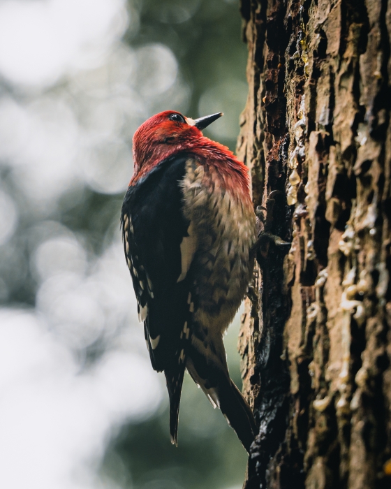 Woodpecker