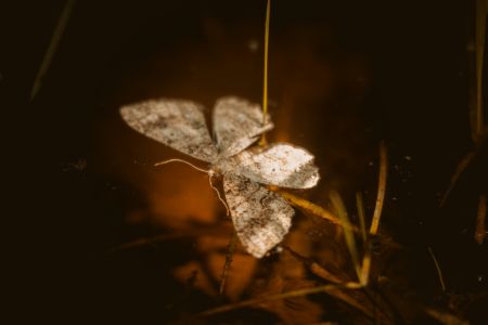Moth Love