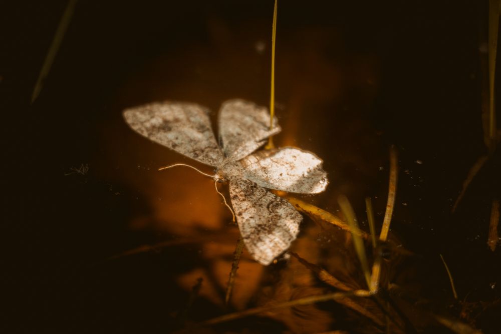 Moth Love