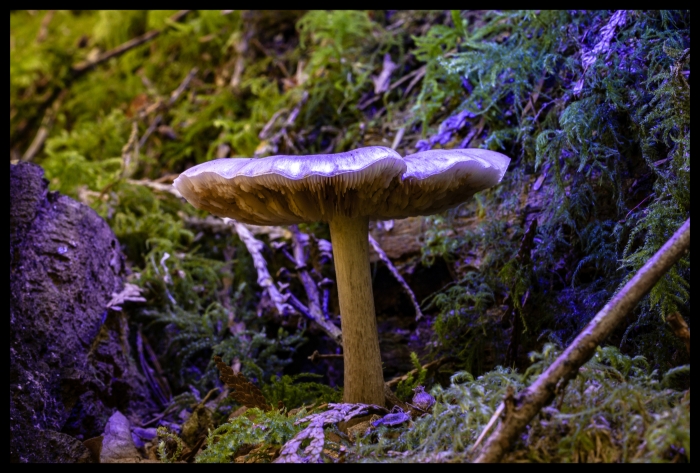 Mushroom in Purple