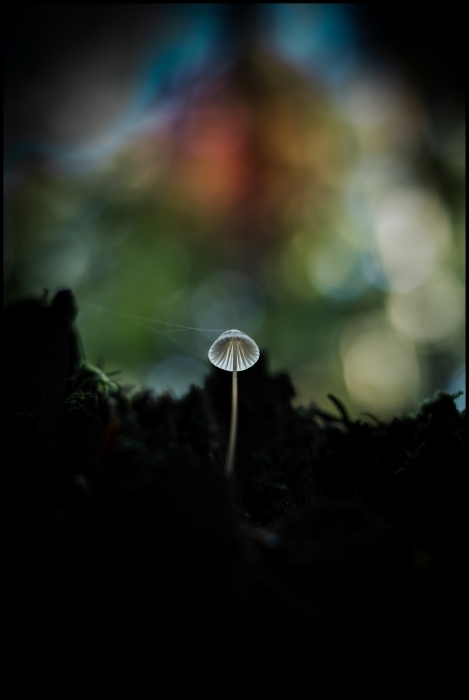 Stands Alone