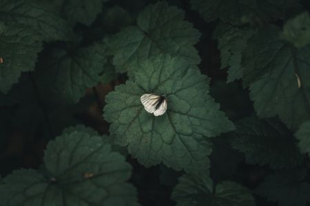 Nature Contrast