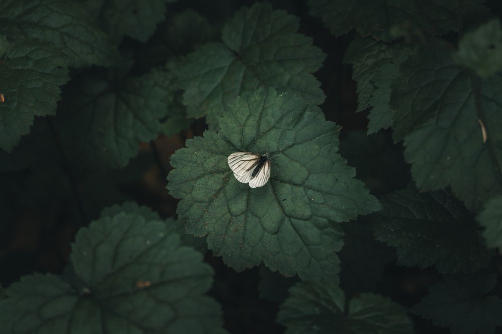 Nature Contrast