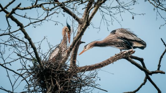 Nesting
