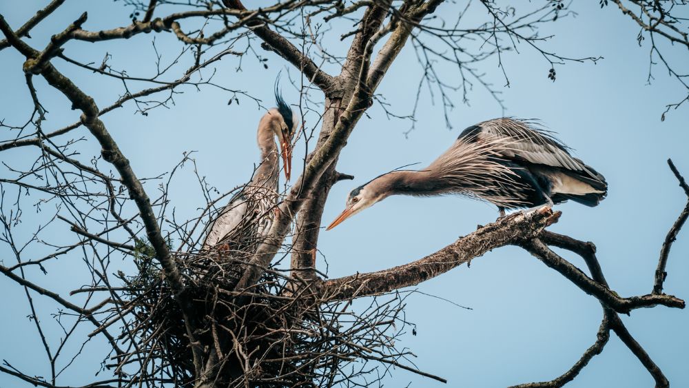 Nesting