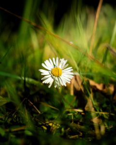 Daisy