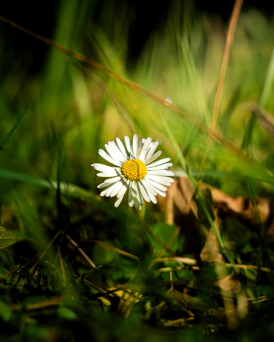 Daisy