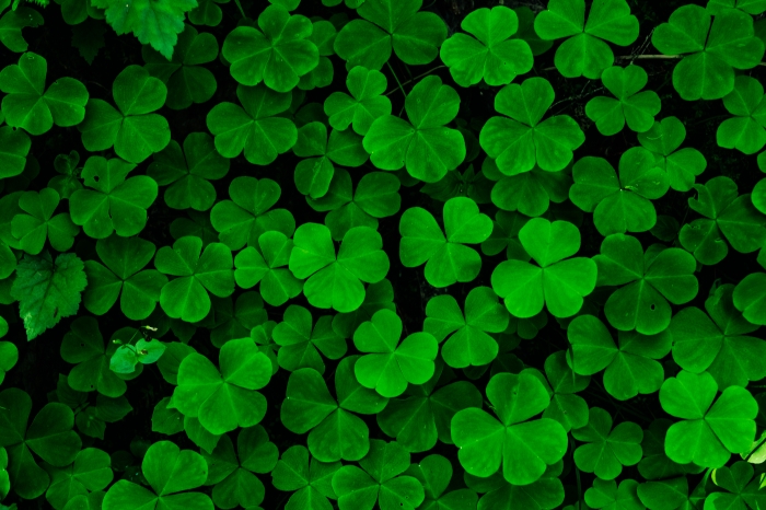 Clover Forever