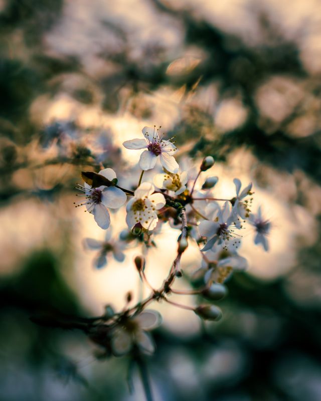 Spring is Here