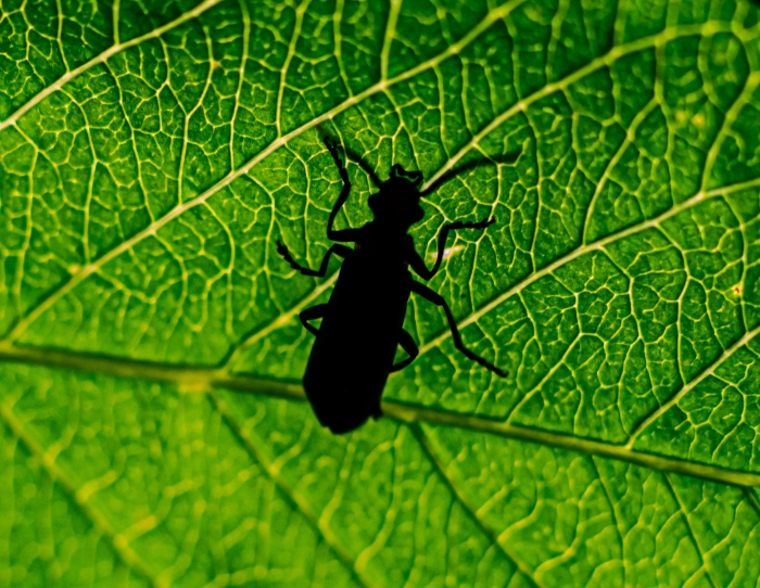 Green Silhouette