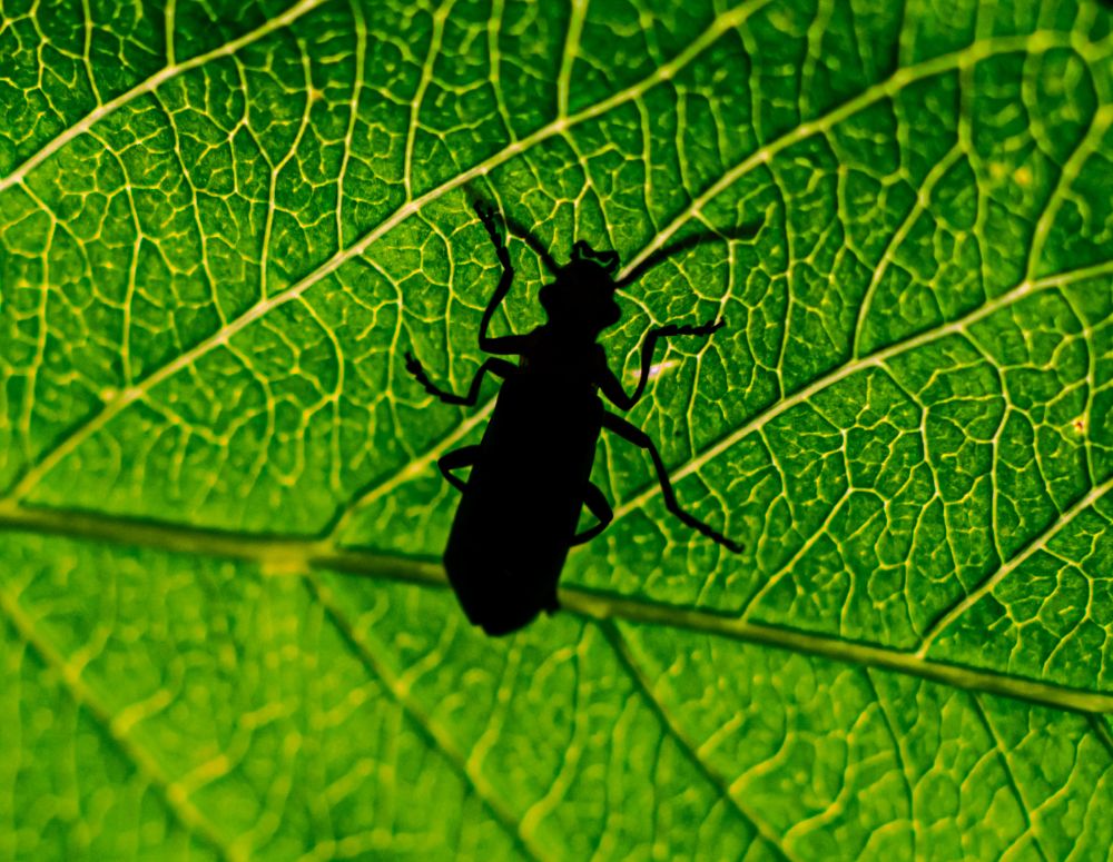 Green Silhouette