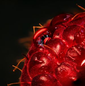 Berry drop