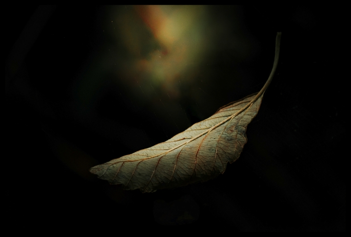Lone Leaf