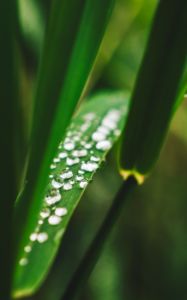 Green droplets