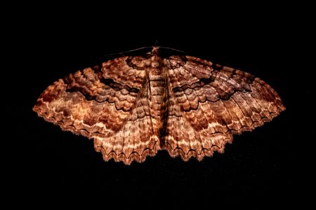 Moth