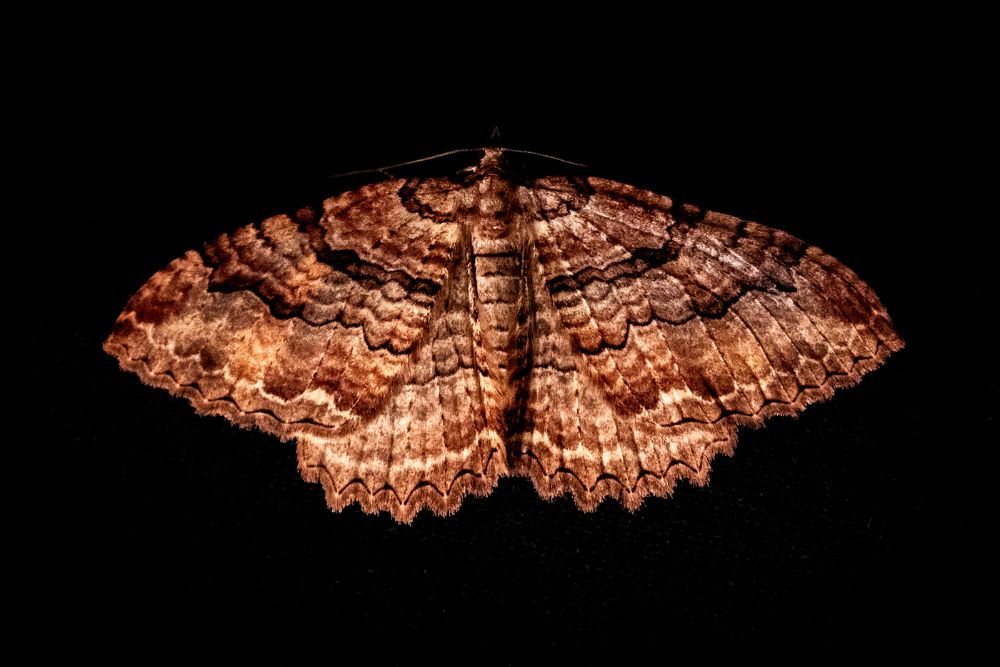 Moth