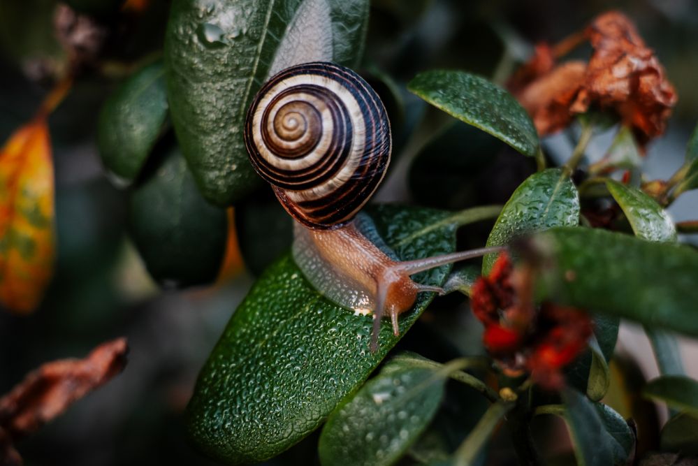 Snail Crawl