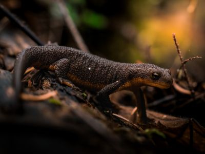 Salamander